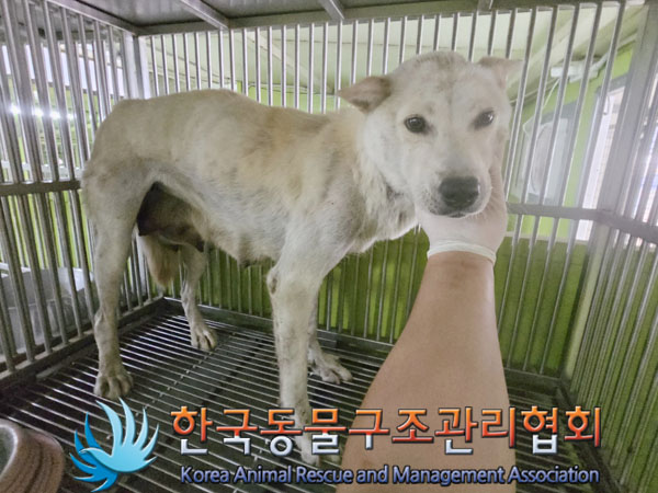 한국동물구조관리협회_441559202300548