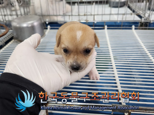 한국동물구조관리협회_441406202300983