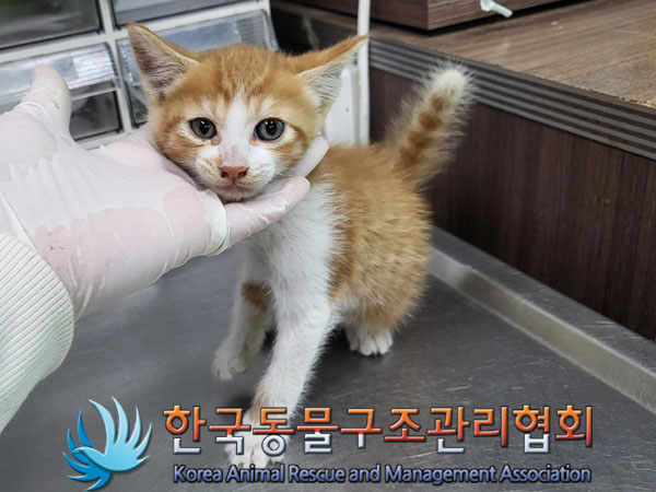 한국동물구조관리협회_441414202300427