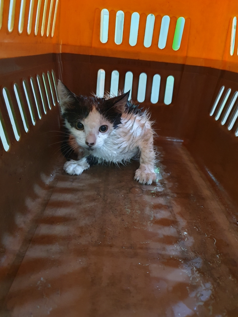 펫앤쉘터동물병원_441378202301173