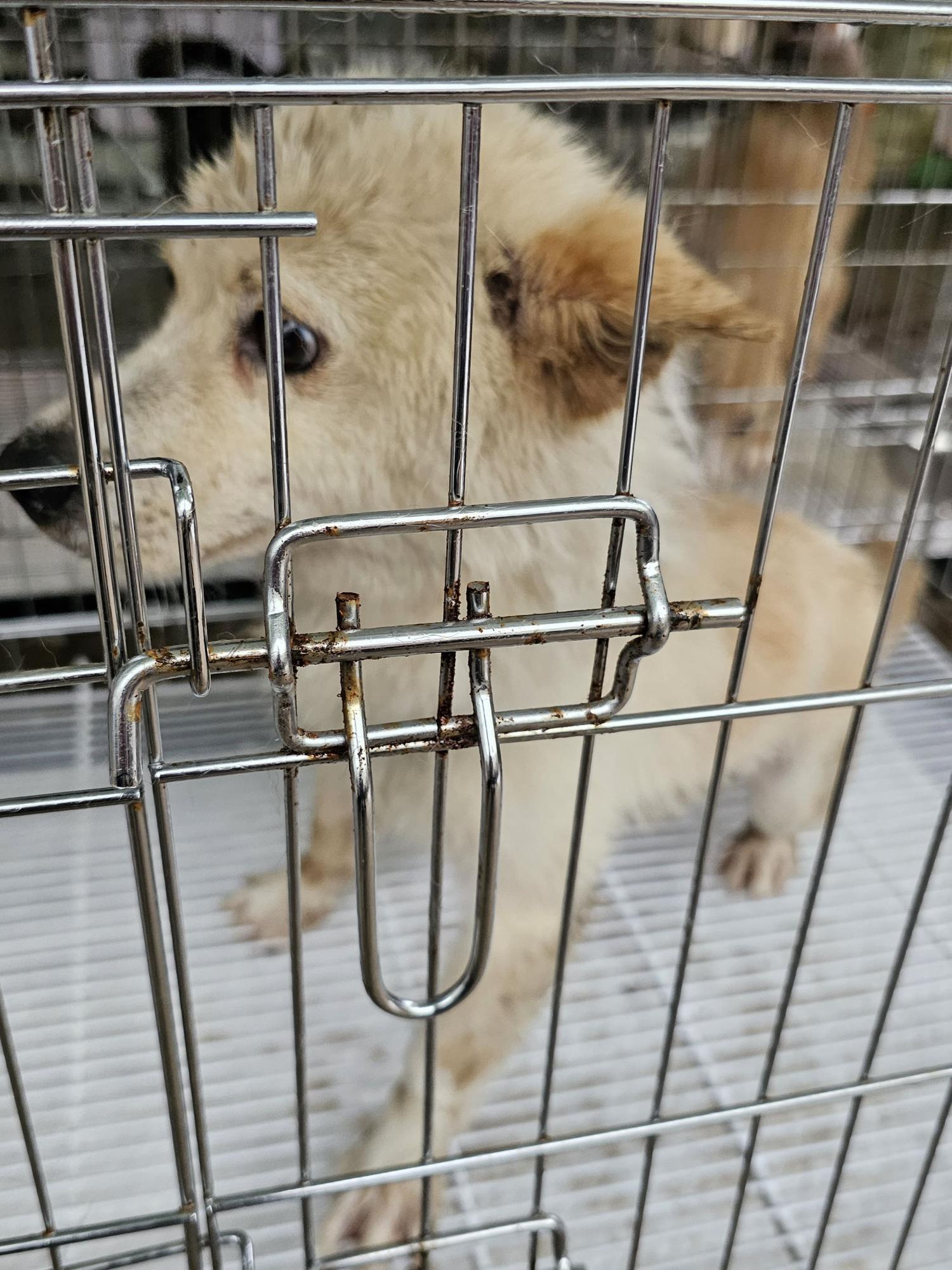 정읍시 동물보호소_445469202300933