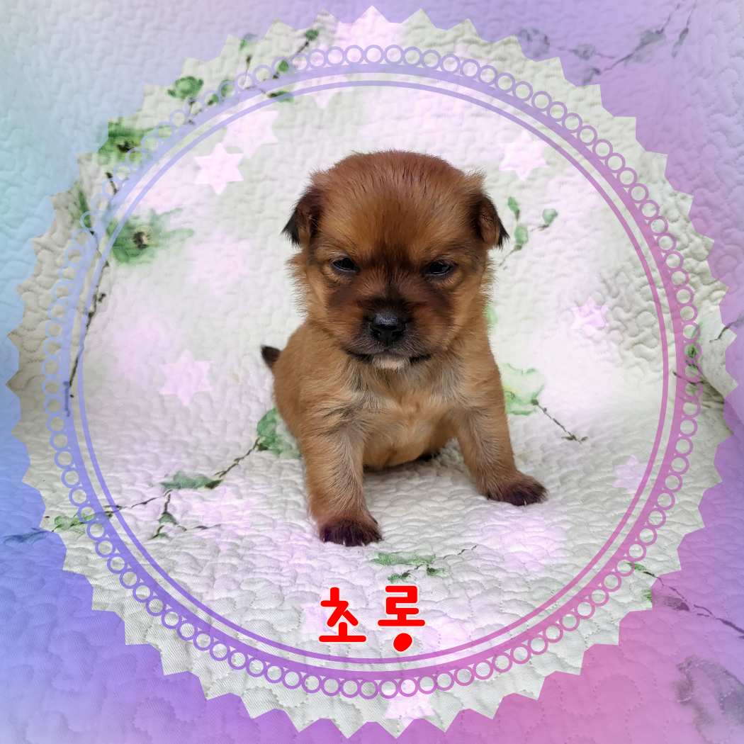 군산유기동물보호센터_445467202301222