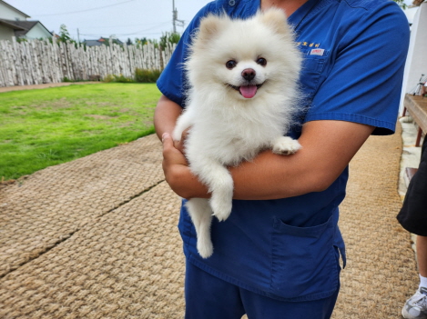 춘천시 동물보호센터_442418202300581