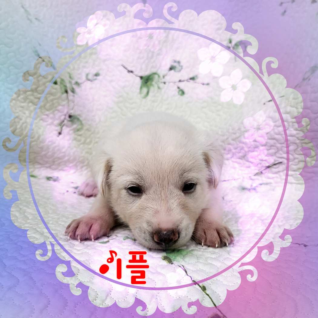 군산유기동물보호센터_445467202301218