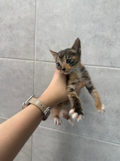 누리동물병원_426330202300250