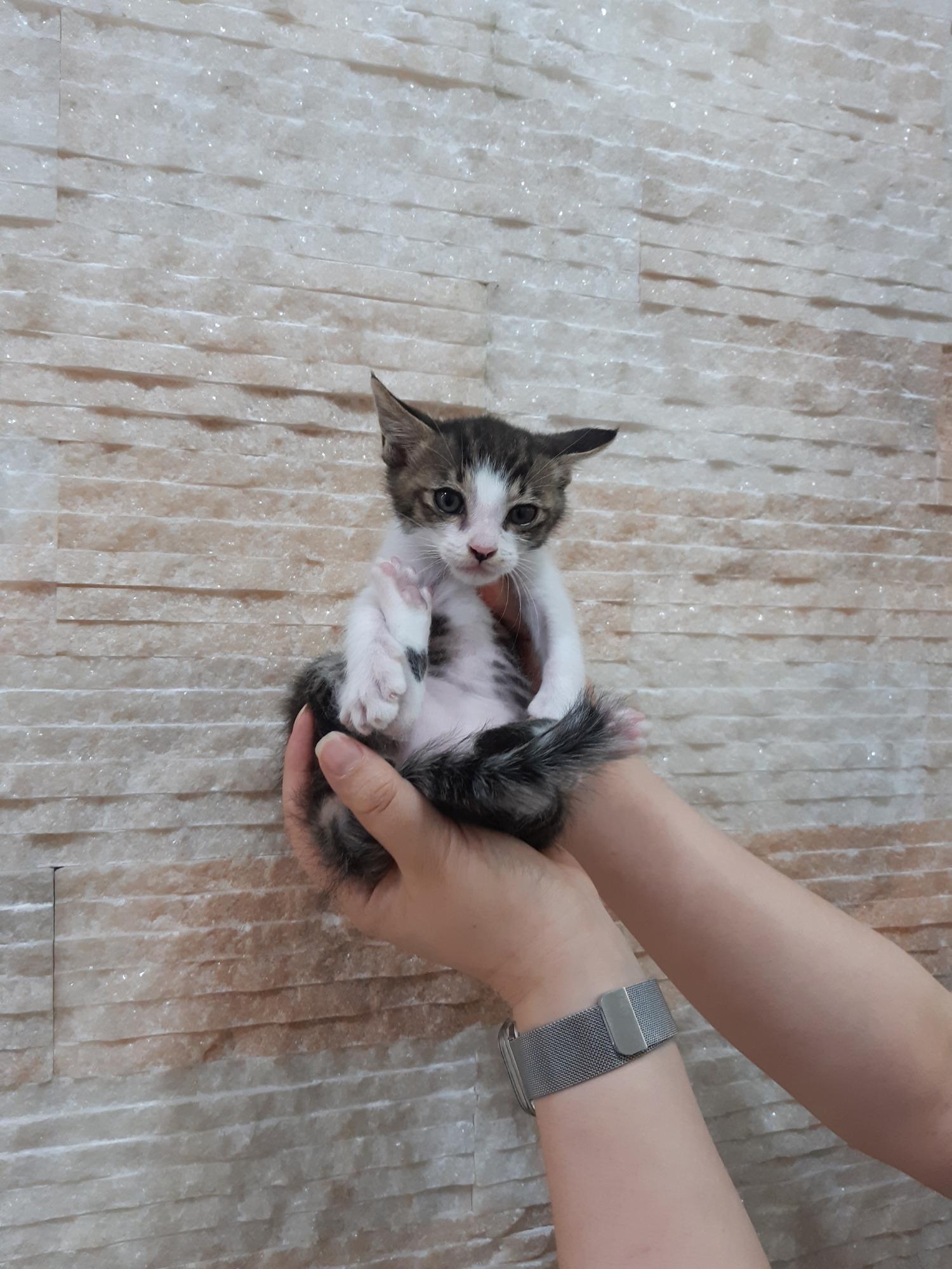 제니스동물병원_427346202300801