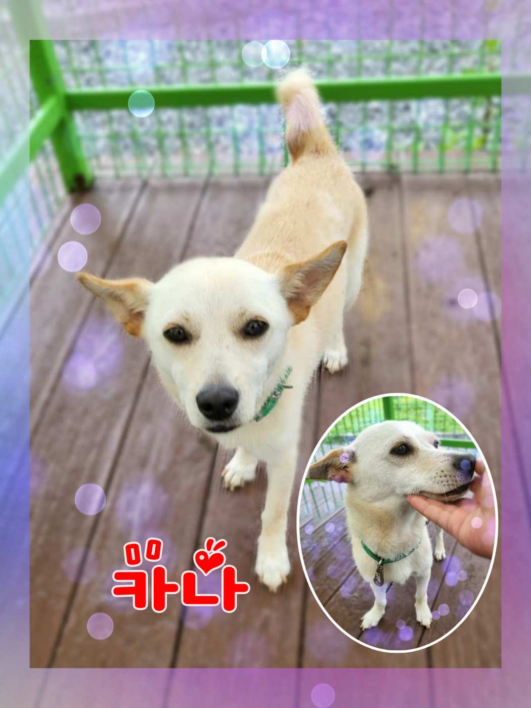 군산유기동물보호센터_445467202301211