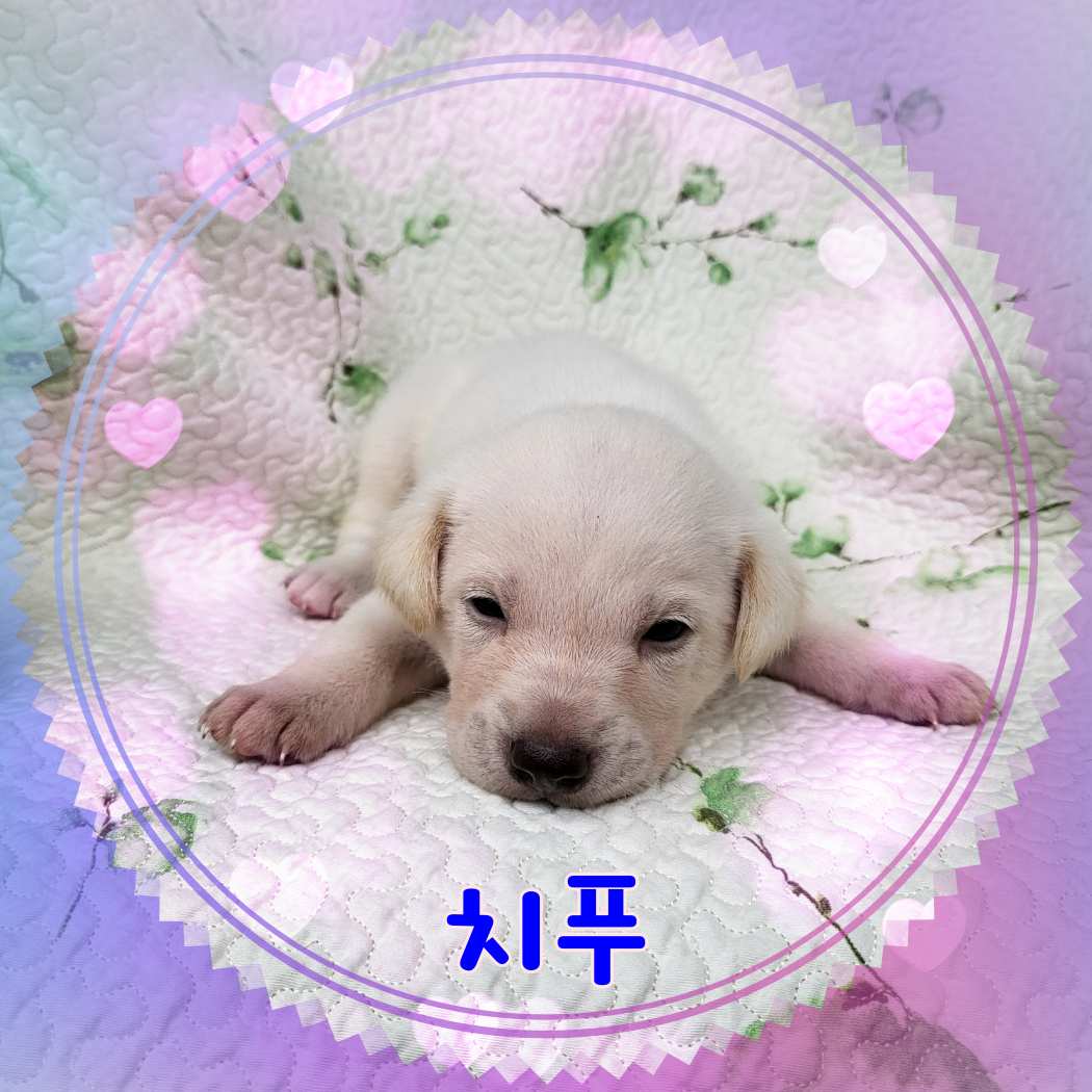 군산유기동물보호센터_445467202301214