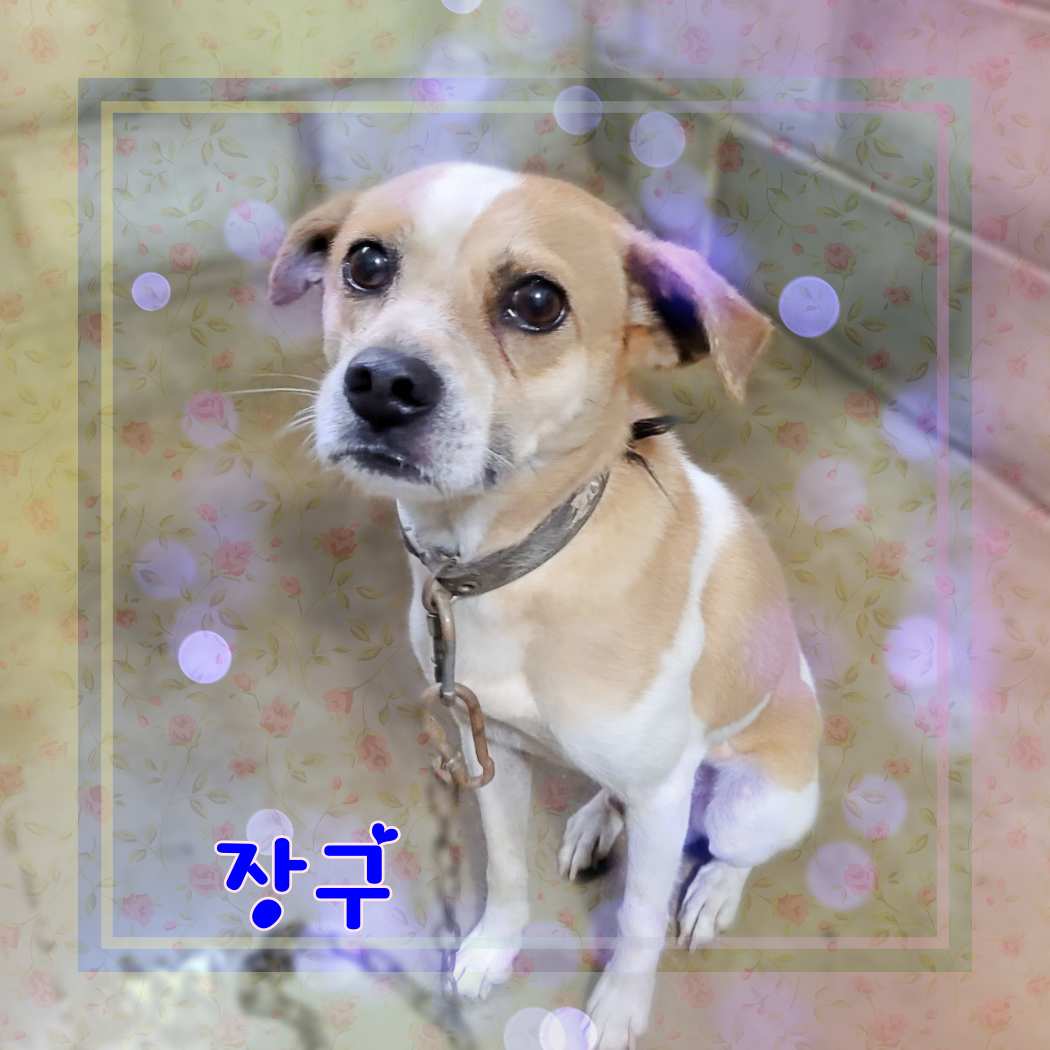 군산유기동물보호센터_445467202301212