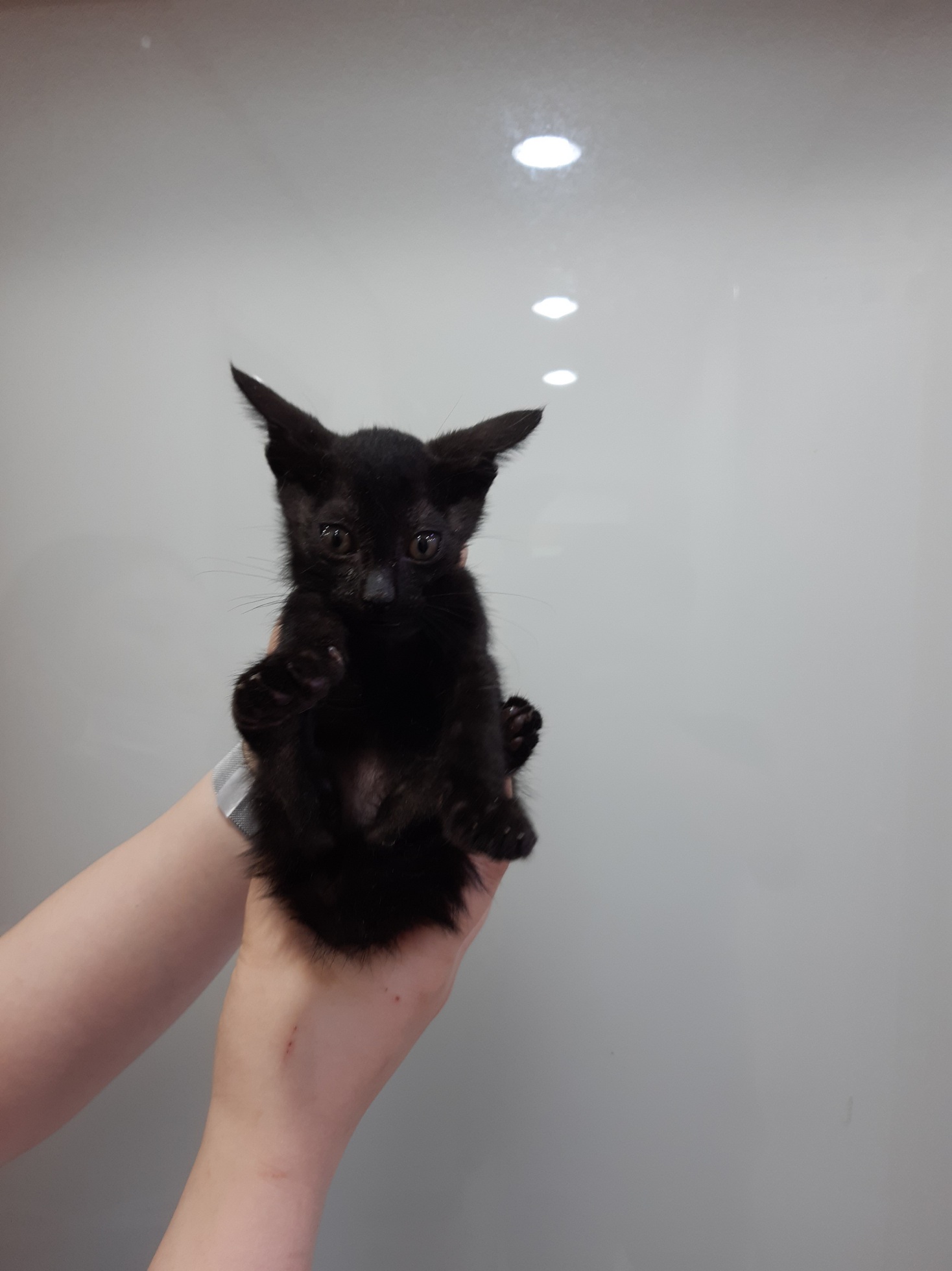 제니스동물병원_427346202300802