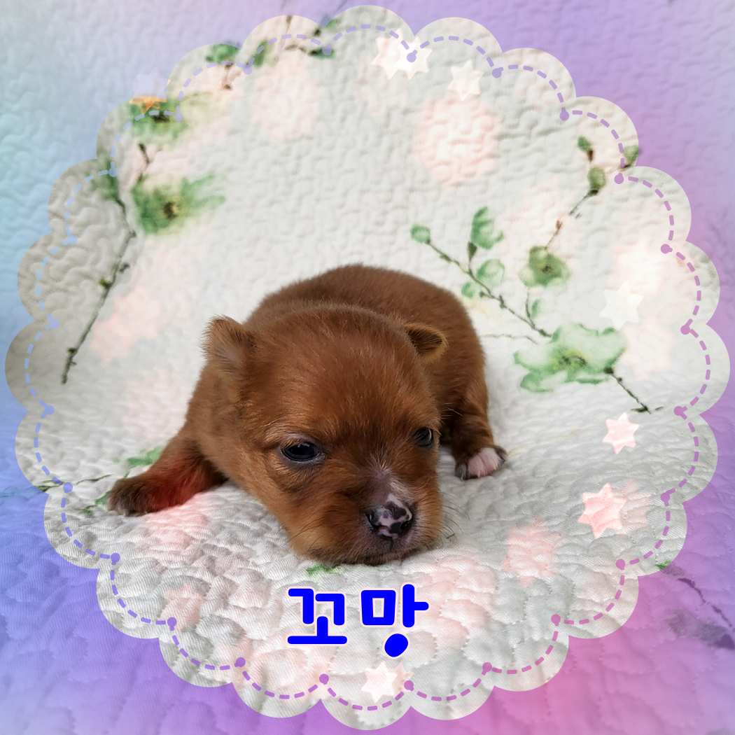 군산유기동물보호센터_445467202301220