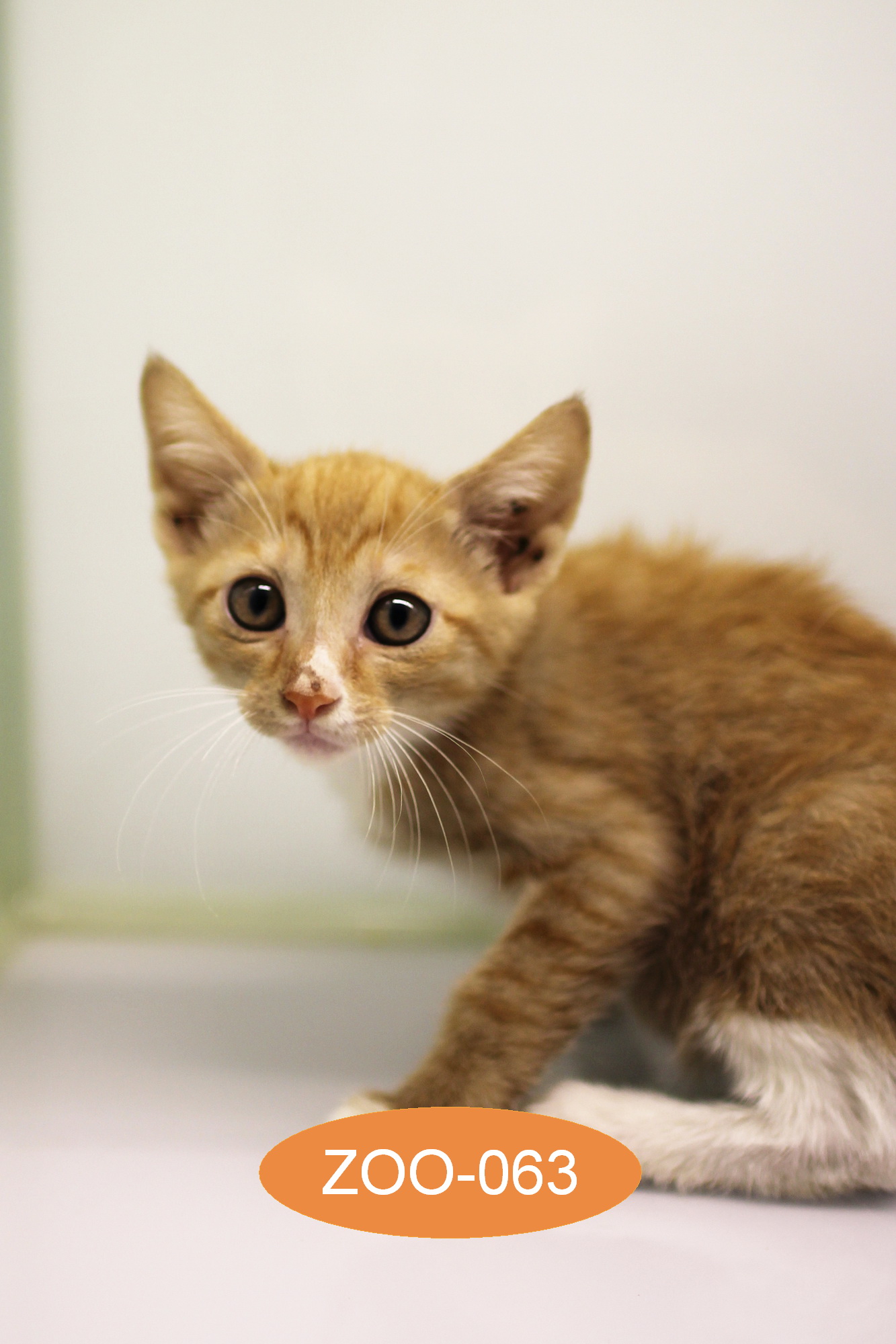 주동물병원_431370202300647