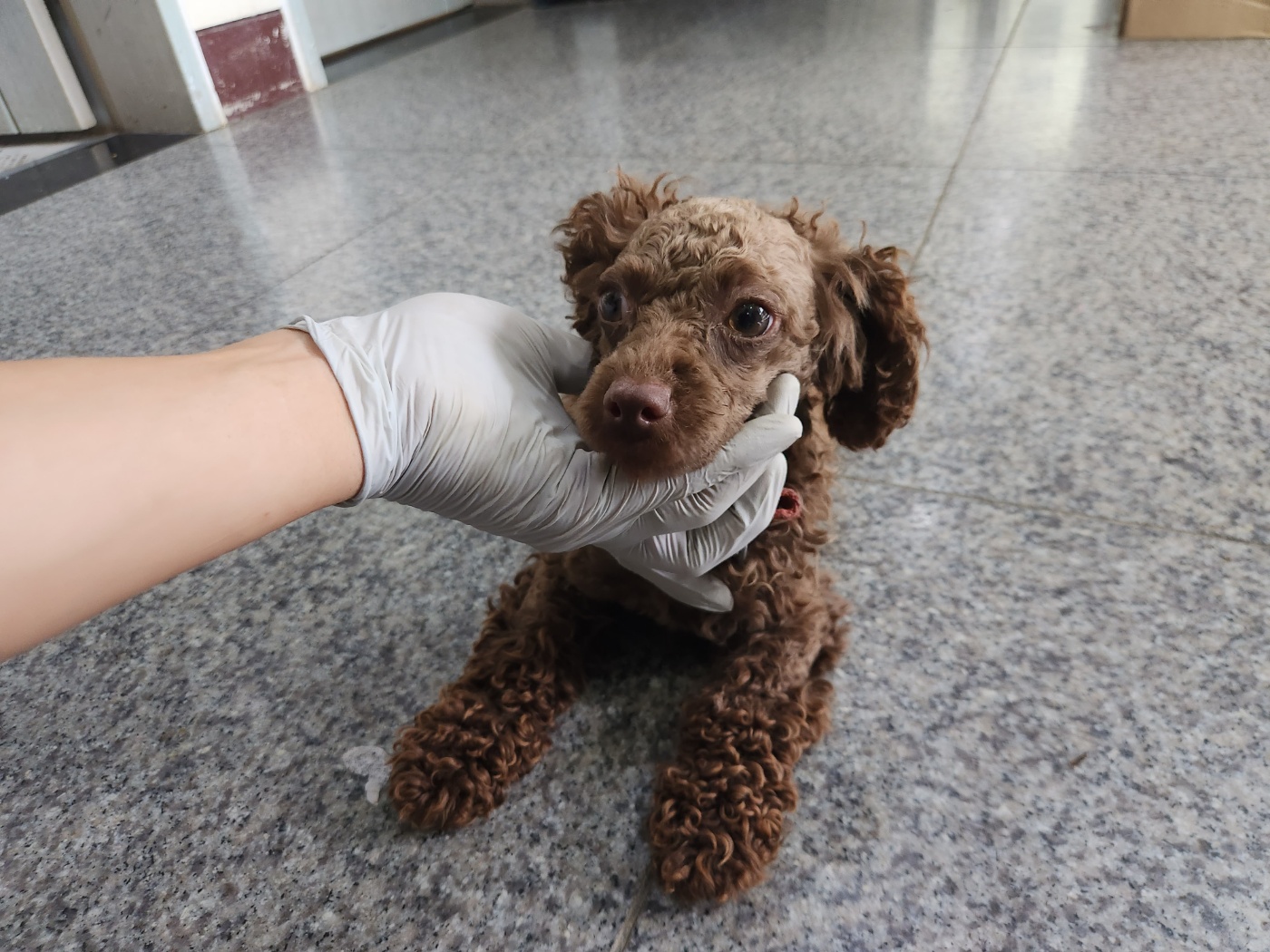 광주 동물보호소_429361202300285