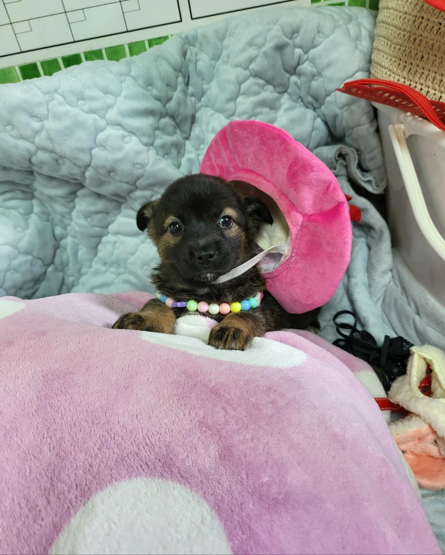 성주유기동물보호센터_447521202300227
