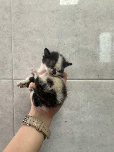 누리동물병원_426330202300251
