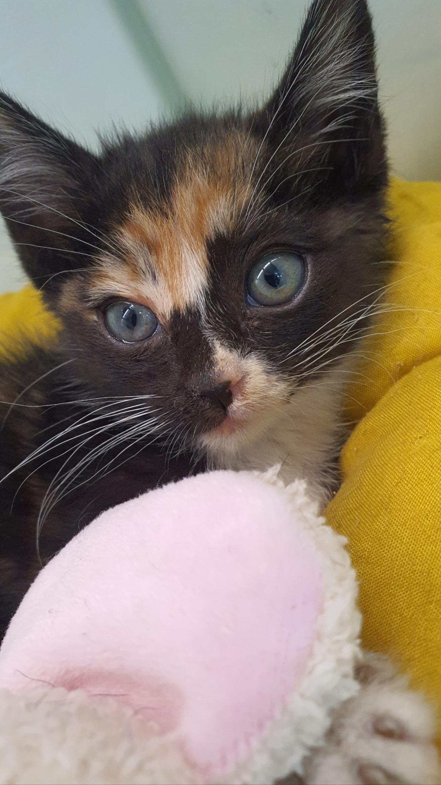 24시아이동물메디컬_441386202300855