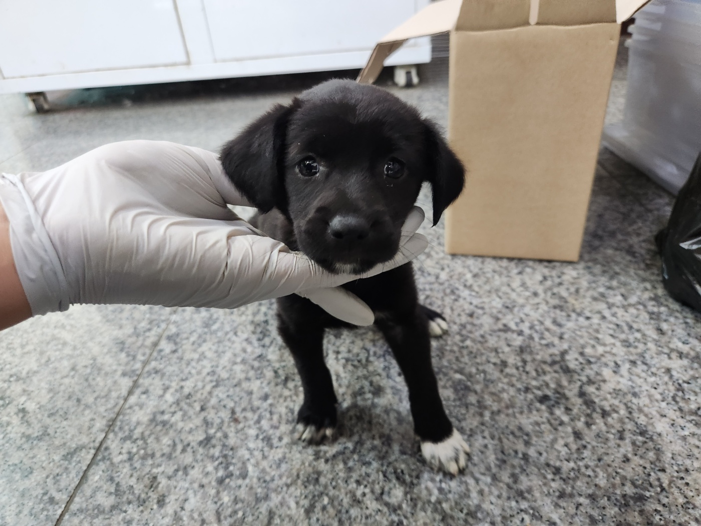 광주 동물보호소_429362202300568