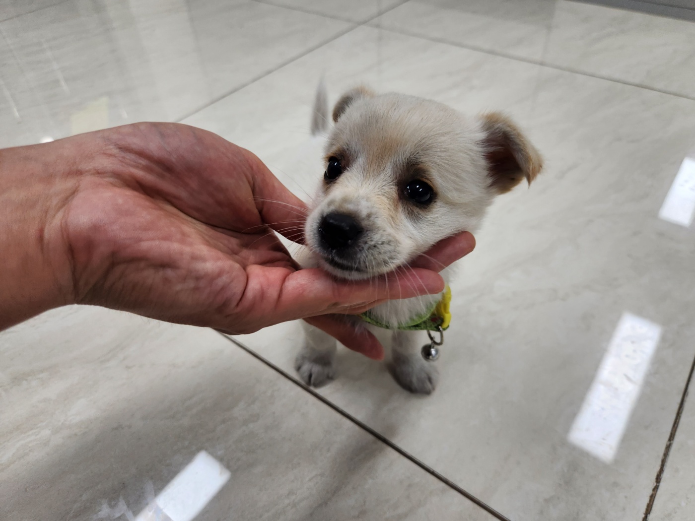 광주 동물보호소_429363202300617