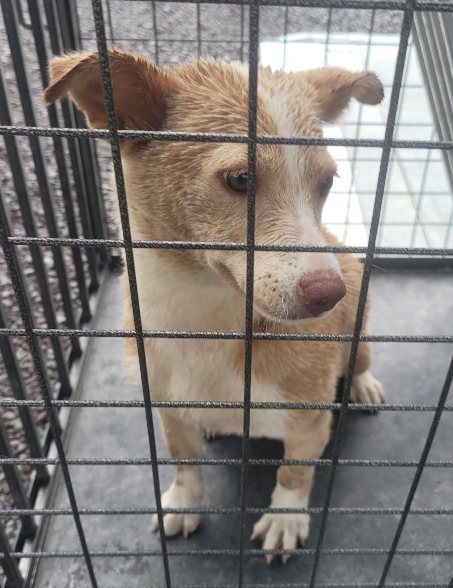 창녕 유기동물보호소_448541202301111