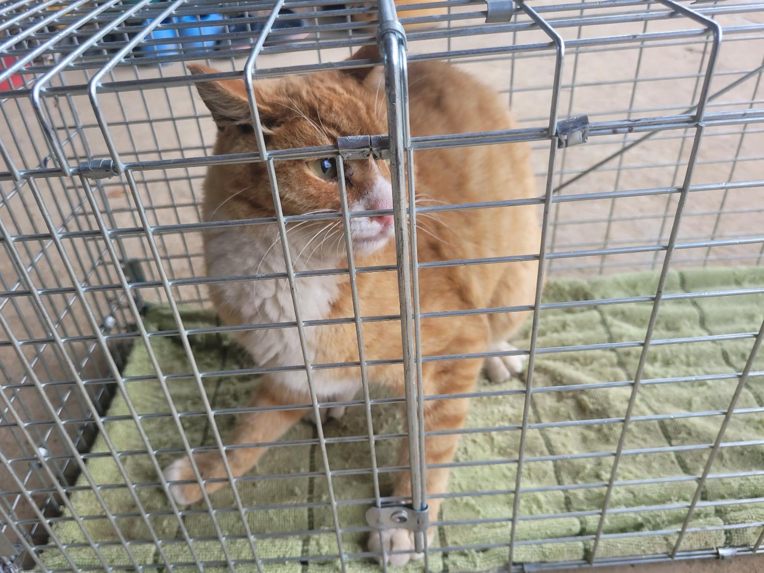 창녕 유기동물보호소_448541202301112
