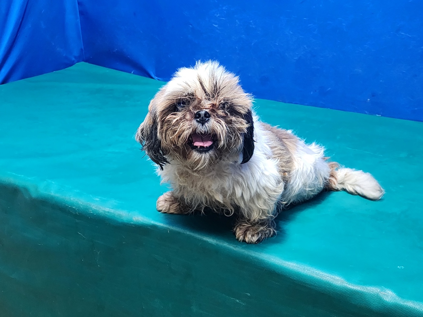 경산시유기동물보호소_447513202300900