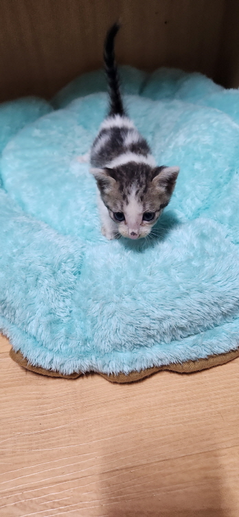 익산유기동물보호소_445468202301417