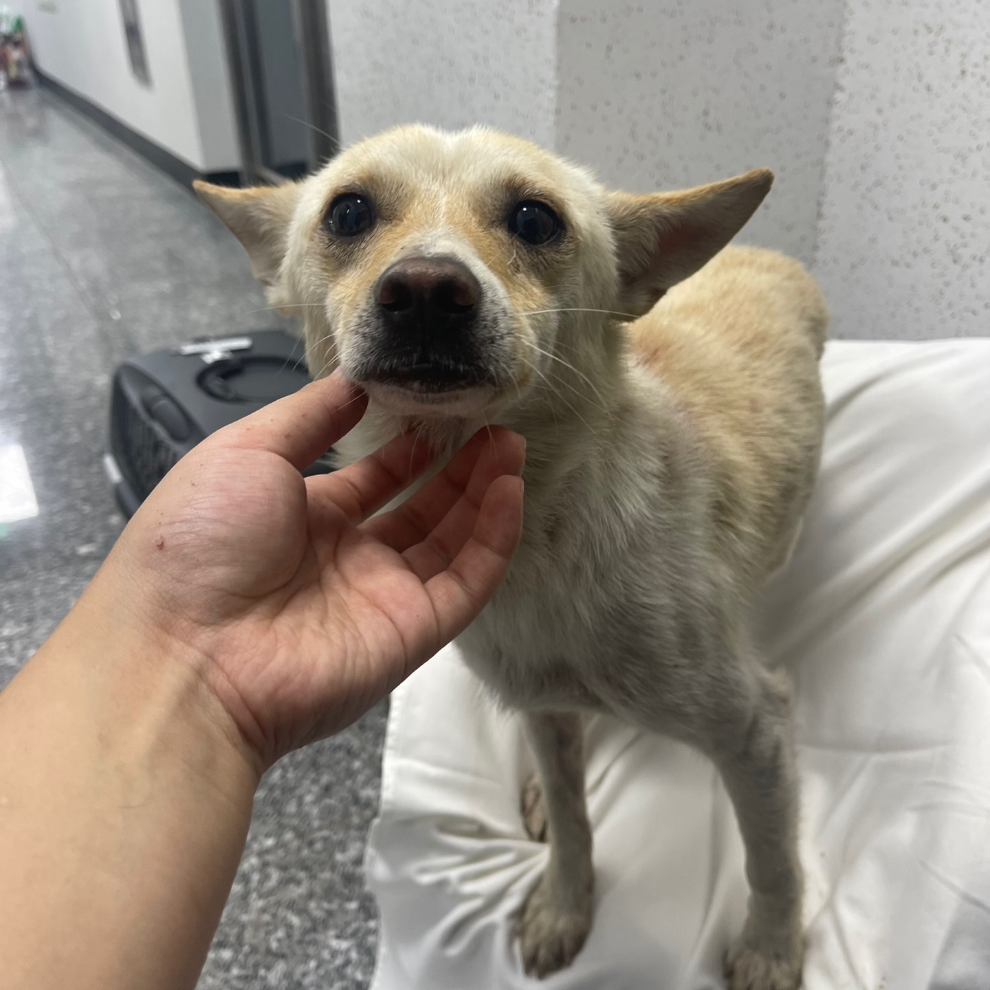 강릉시 동물사랑센터_442420202300388