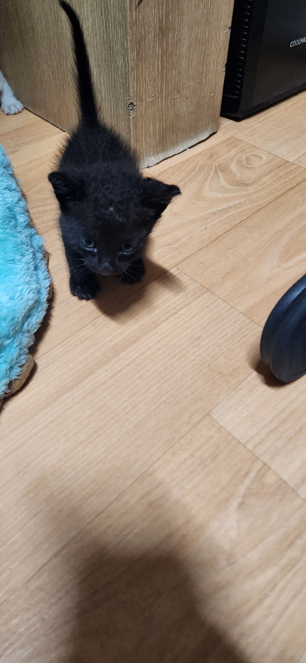익산유기동물보호소_445468202301416
