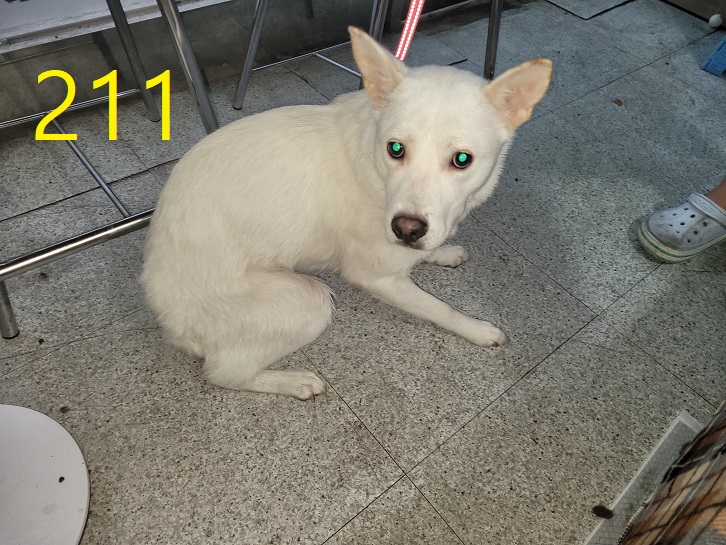 신영재동물병원_428355202300367
