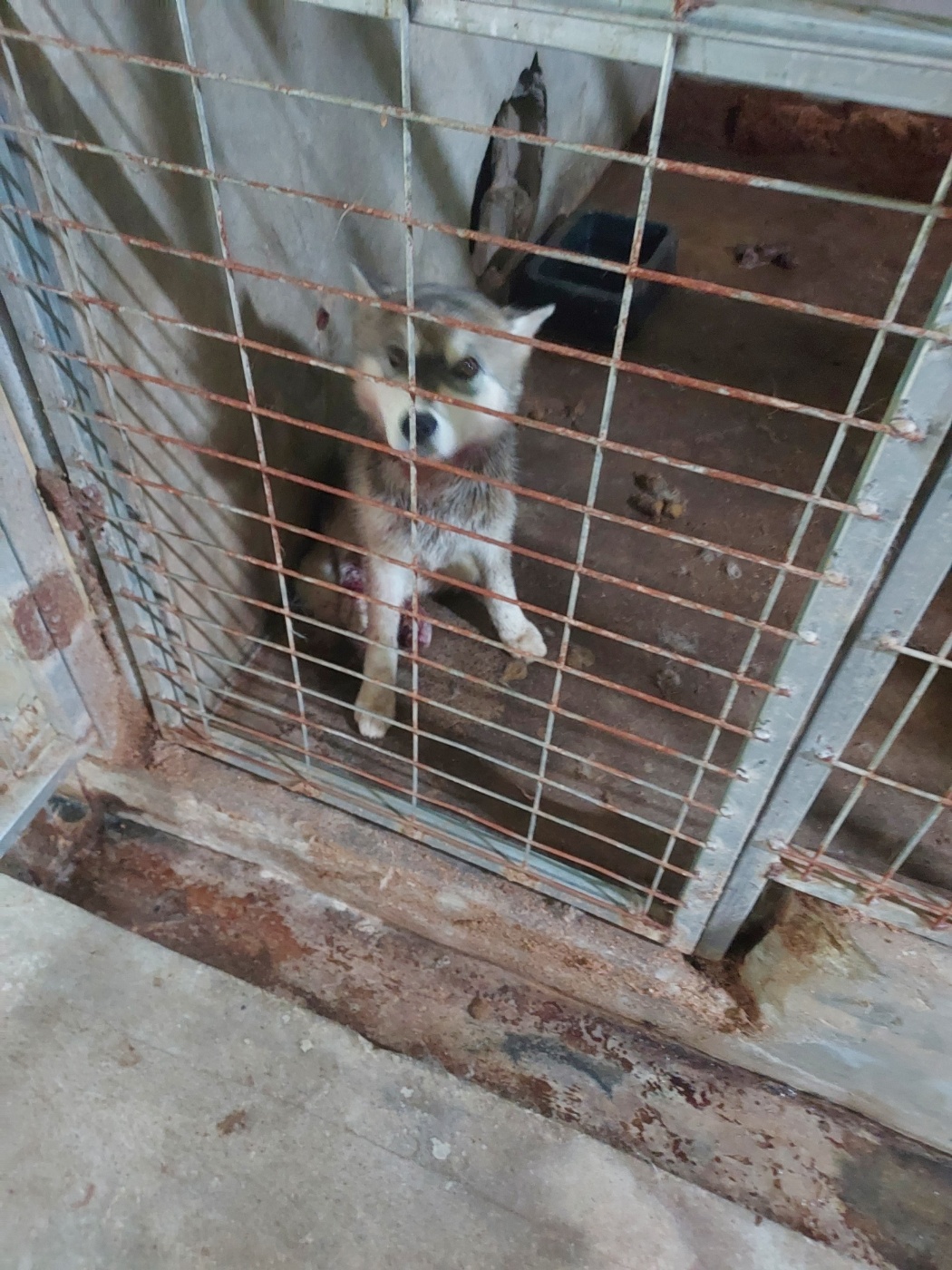 함양군위탁보호소_448546202300284