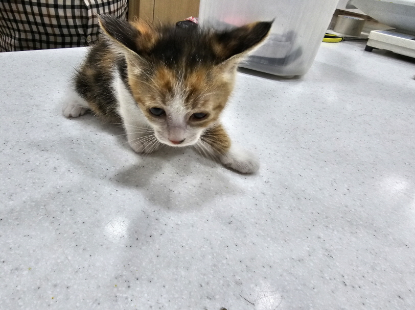 청원동물병원_445470202300480
