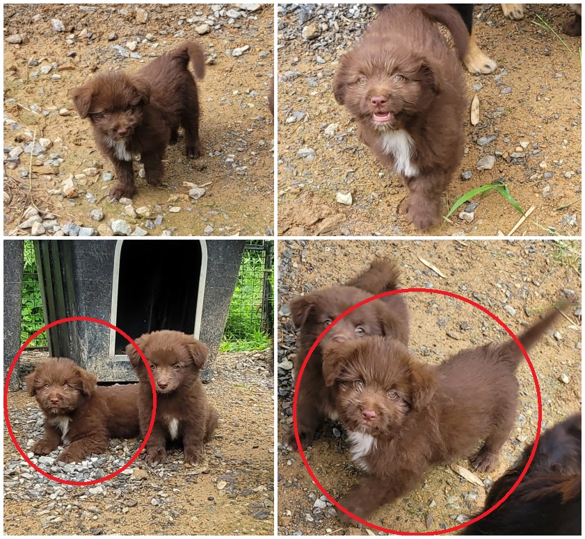 무안군유기동물보호소_446495202300207