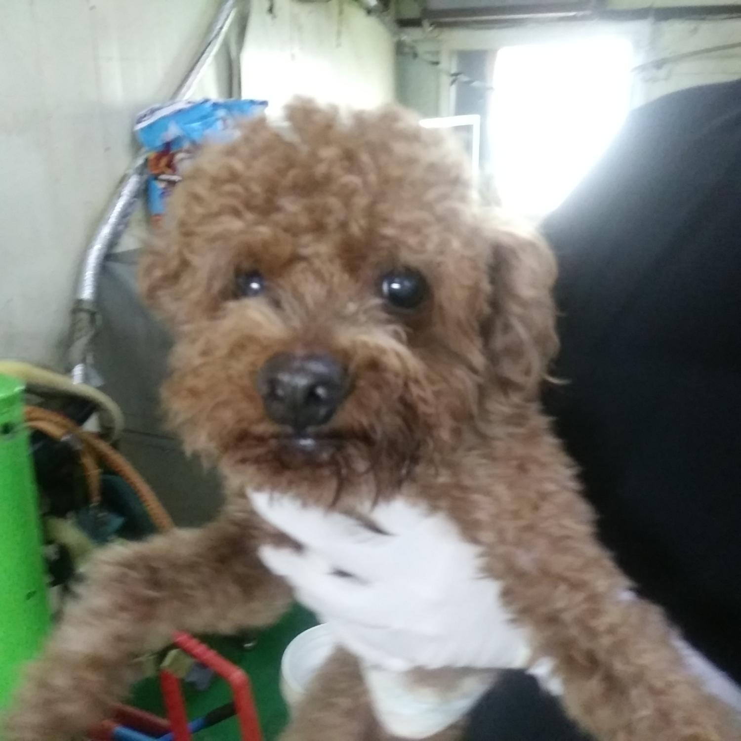 인천광역시수의사회_428353202300836