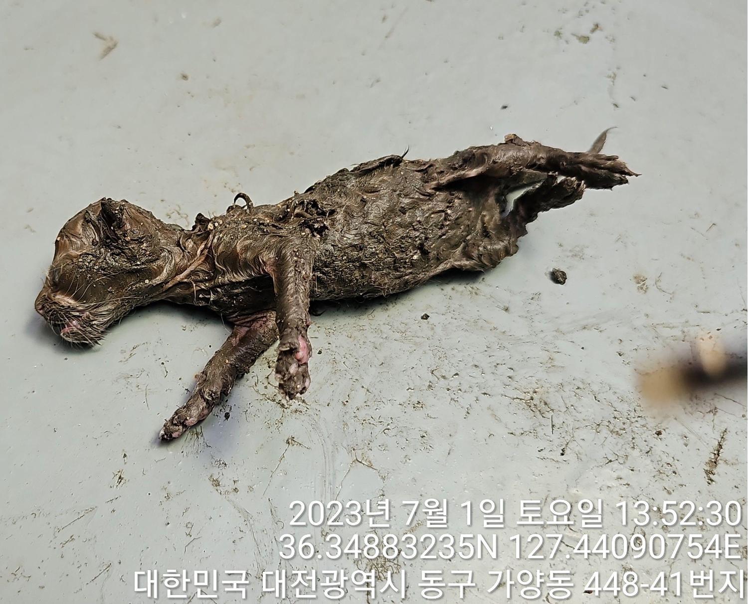 대전동물보호센터_430364202300211