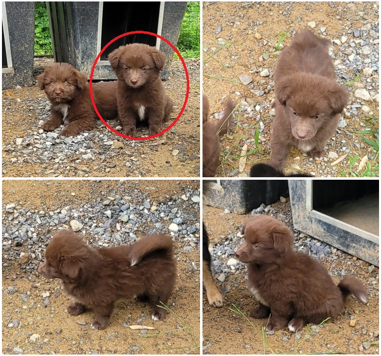 무안군유기동물보호소_446495202300206