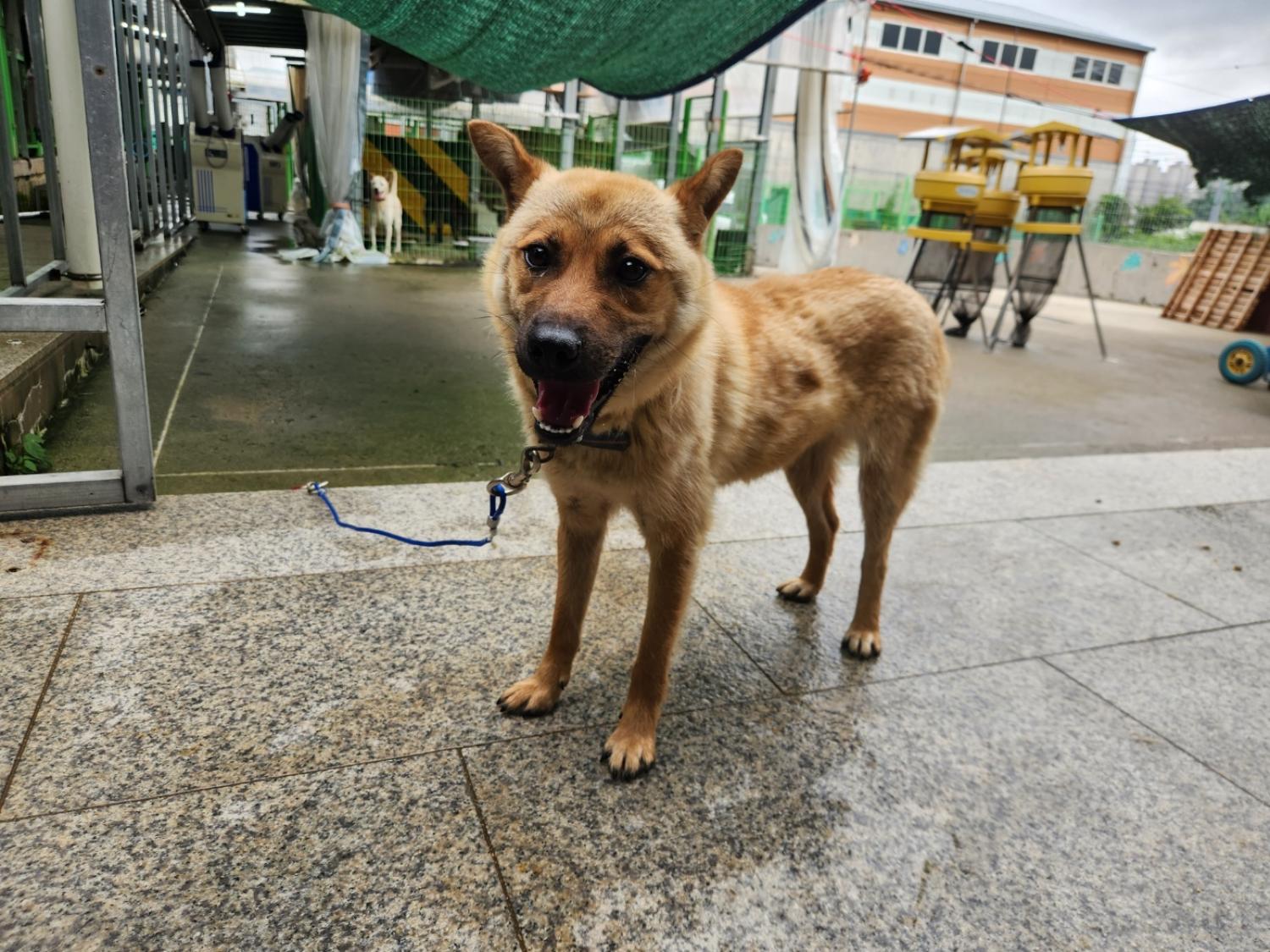 광주 동물보호소_429359202300237