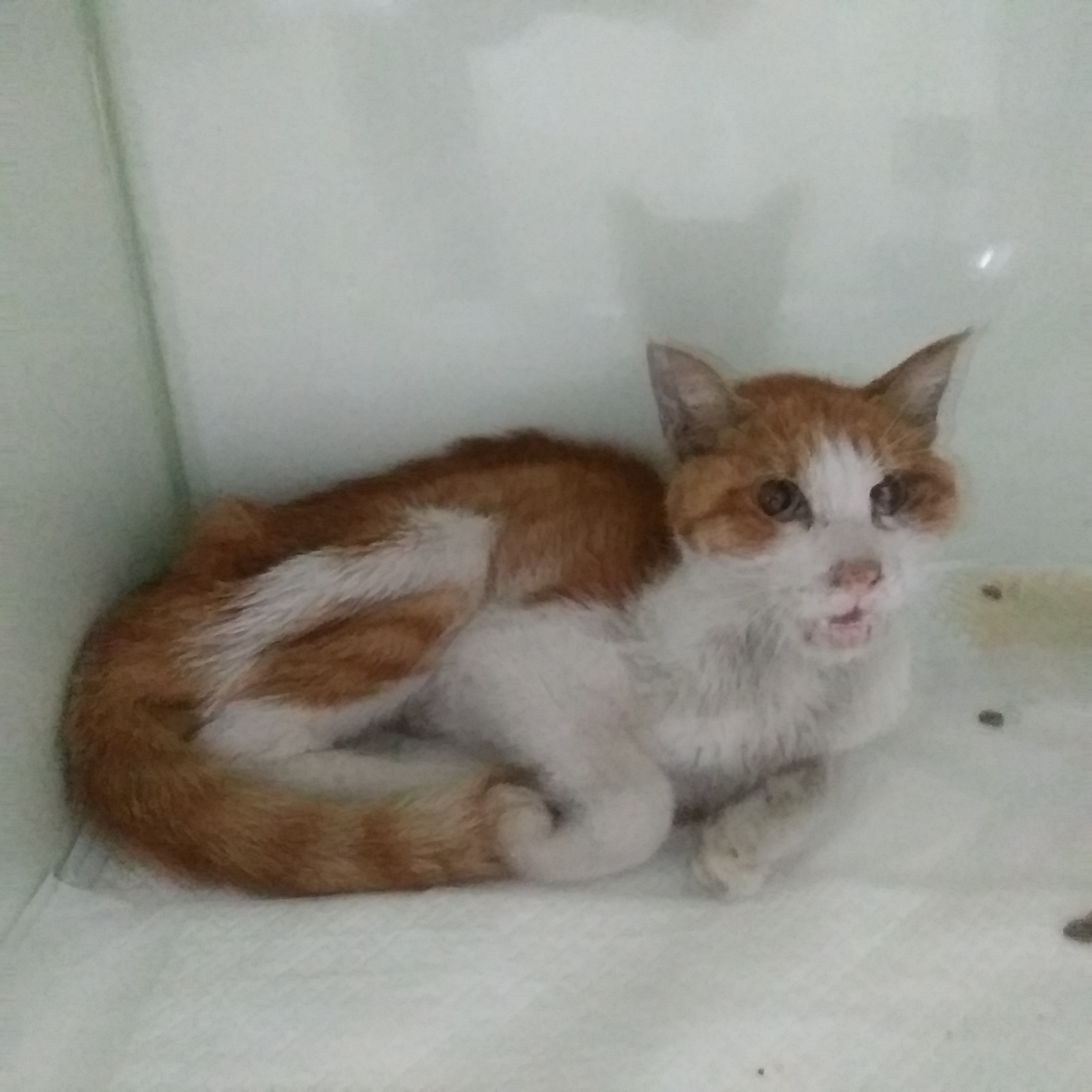 인천광역시수의사회_428351202300555