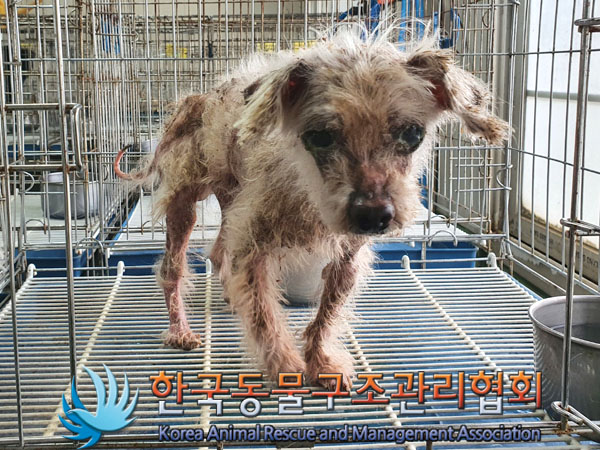 한국동물구조관리협회_441409202301083