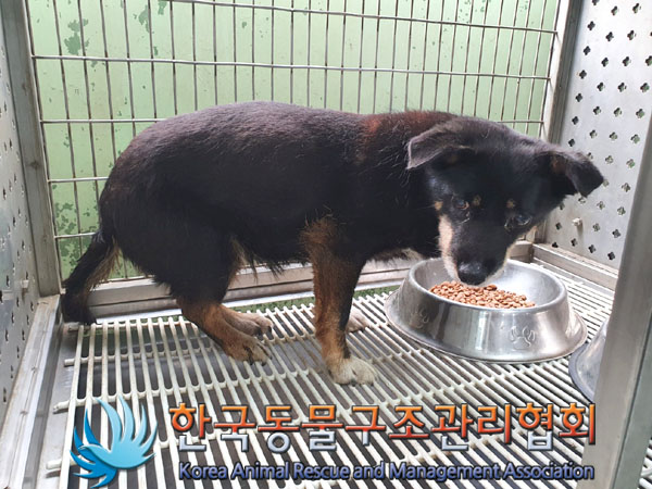 한국동물구조관리협회_441382202300457