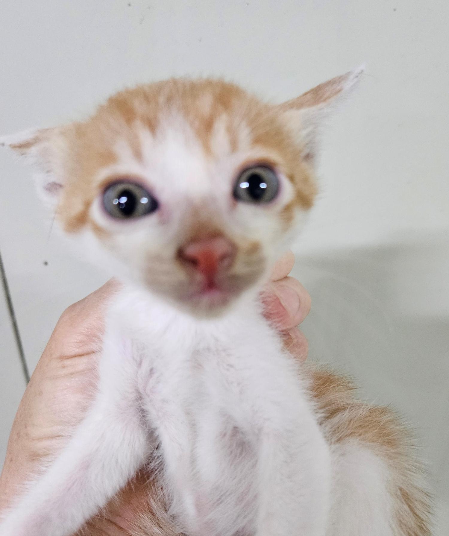 대구유기동물보호센터_427342202300426