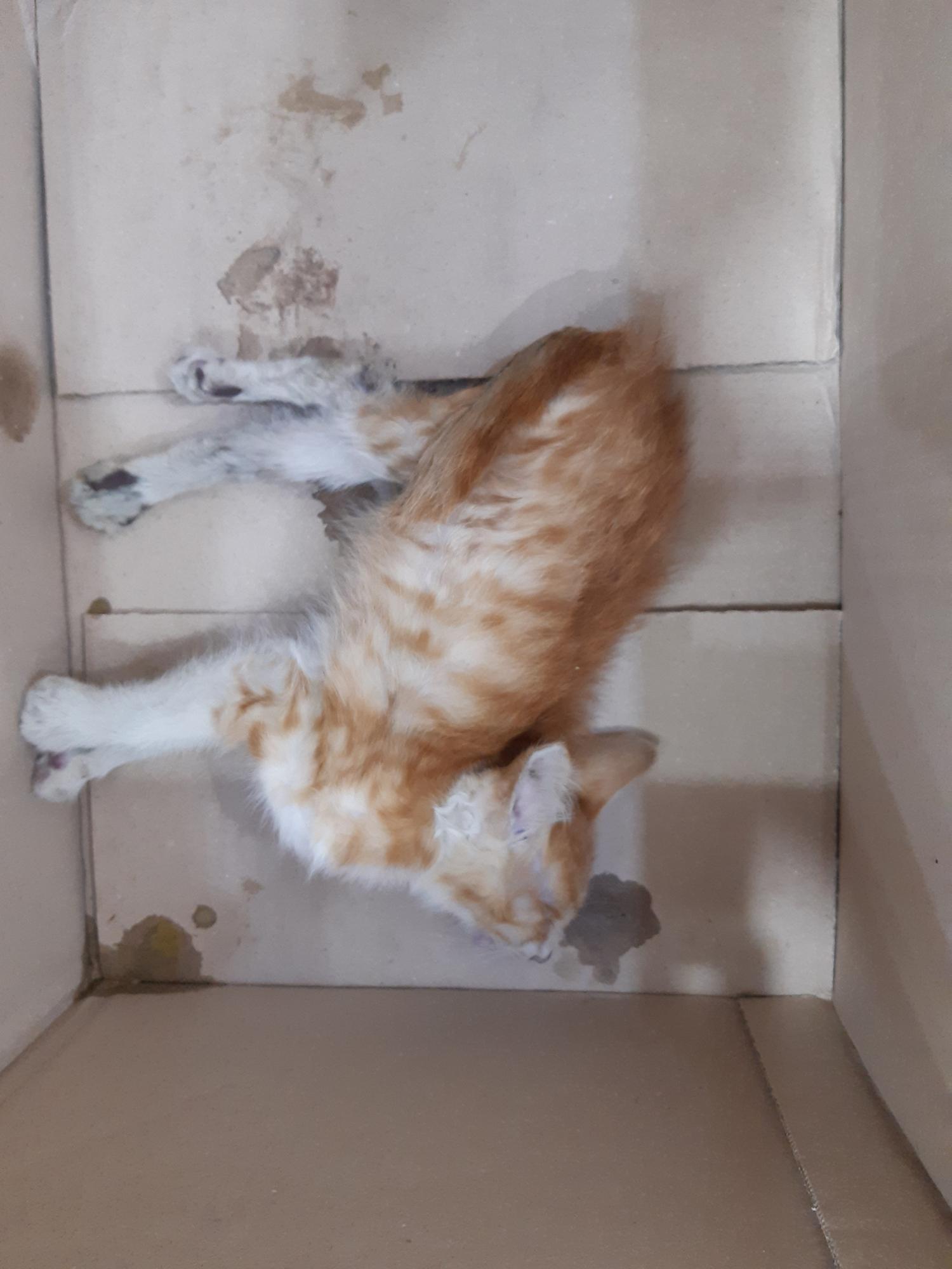 제니스동물병원_427346202300805
