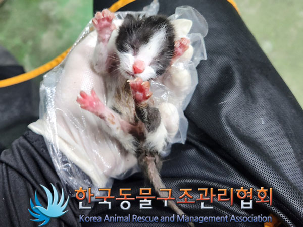 한국동물구조관리협회_411311202300580