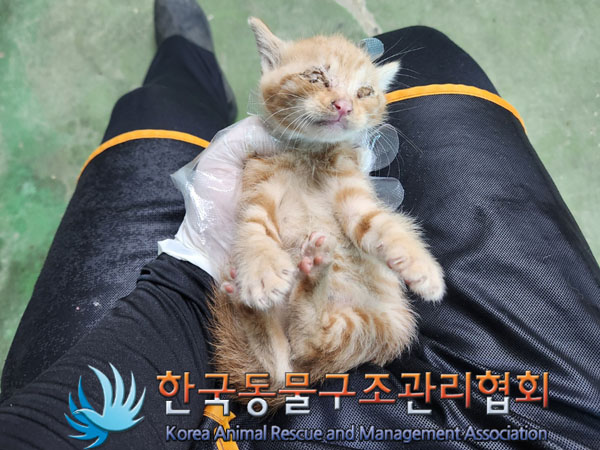 한국동물구조관리협회_411310202300292