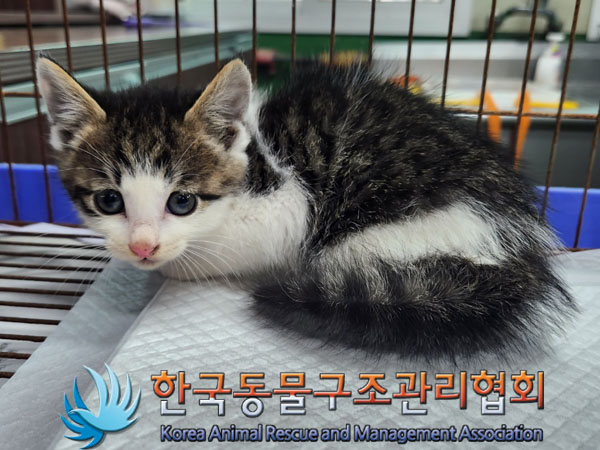 한국동물구조관리협회_441560202300871