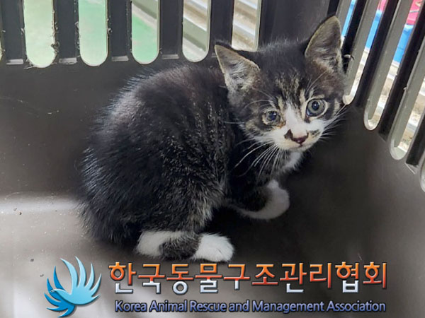 한국동물구조관리협회_441560202300870