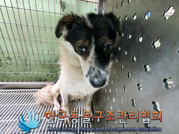한국동물구조관리협회_441559202300572