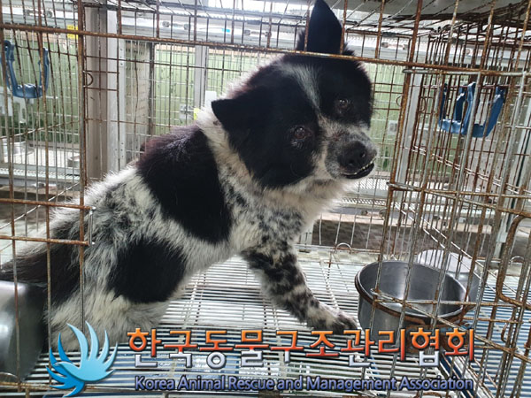 한국동물구조관리협회_441560202300869