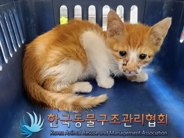 한국동물구조관리협회_411300202300288