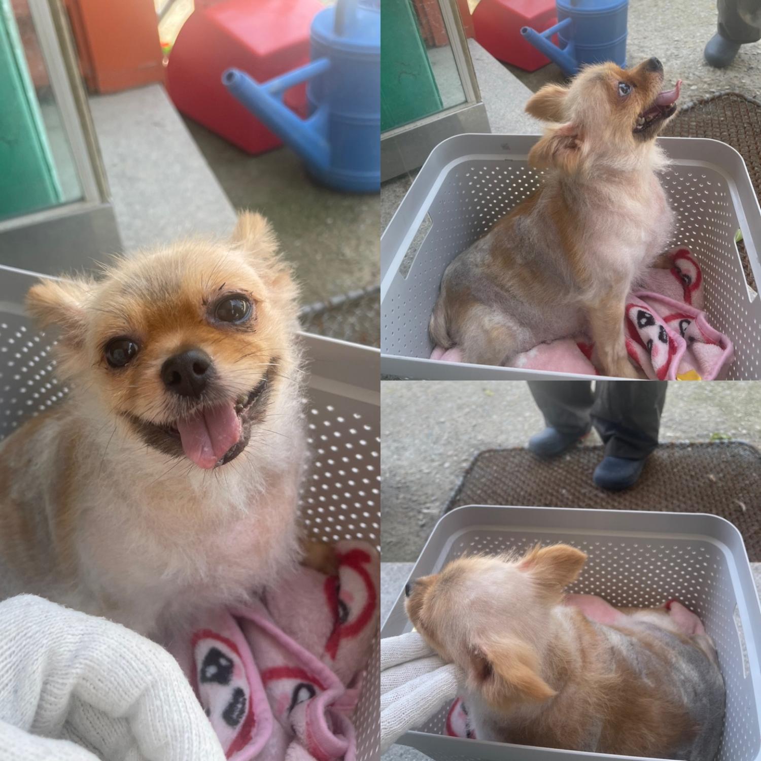당진시동물보호소_444568202300570