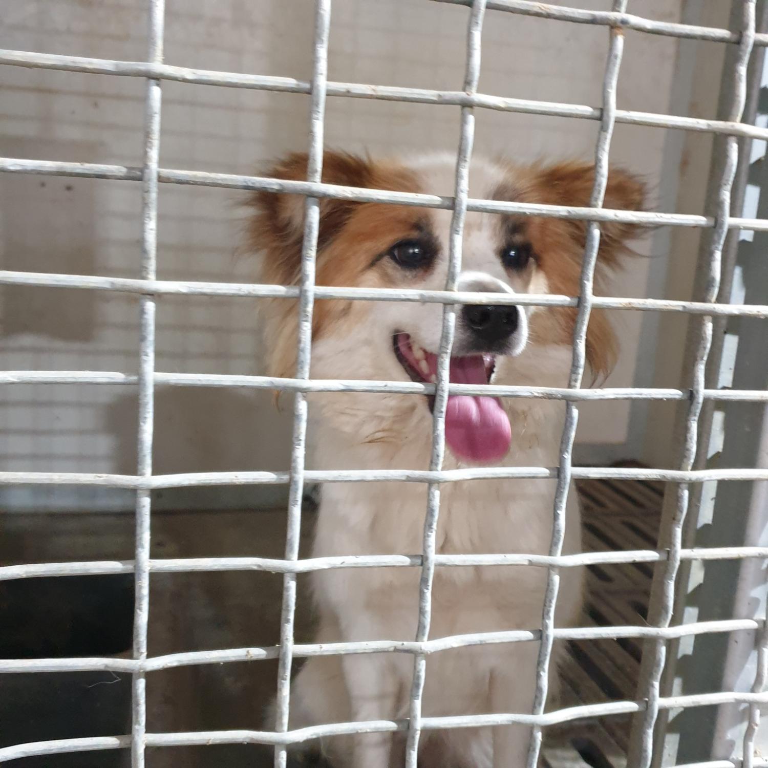 남양동물보호센터_441553202302084